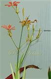  Inflorescence-Panicle of Rhipidia